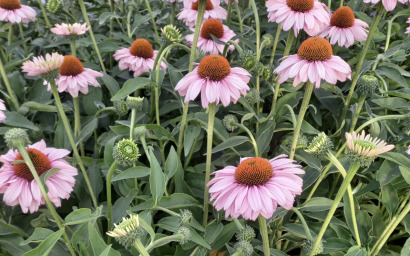 Echinacea